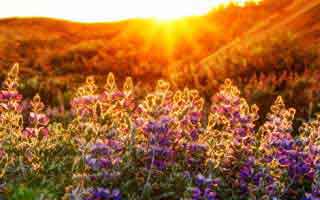 精神病的八字特征