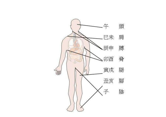 最全的八字干支与人体器官象义