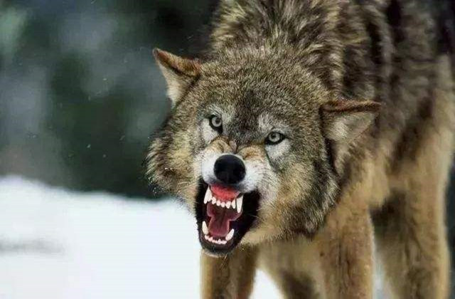 什么样的八字是白眼狼