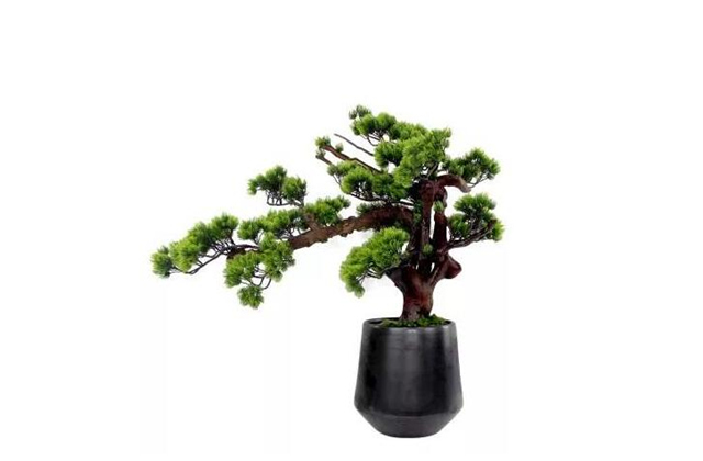 松柏木命适合戴什么