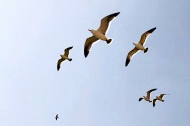 建禄格的命好吗