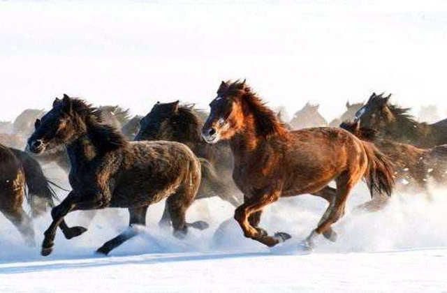 驿马照命什么意思