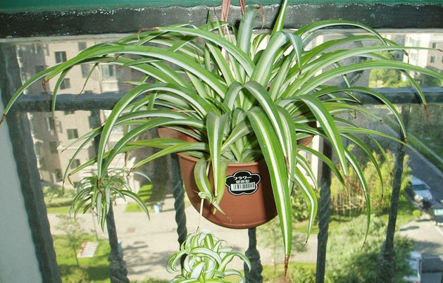 三足金蟾的传说和寓意