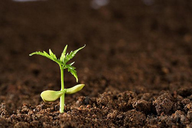 八字五行土精解