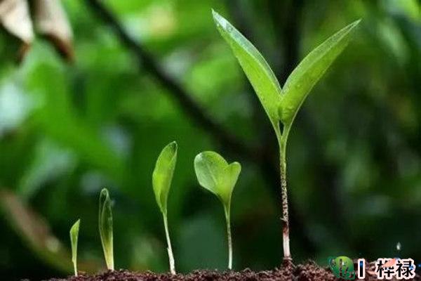 八字中木多的男人好吗