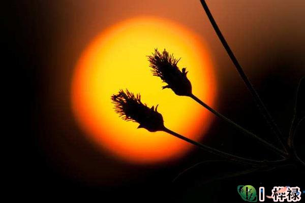 三会火局的影响