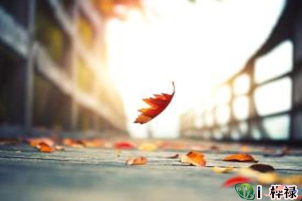 丧门吊客怎么化解