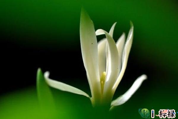 四个魁罡日哪个最好