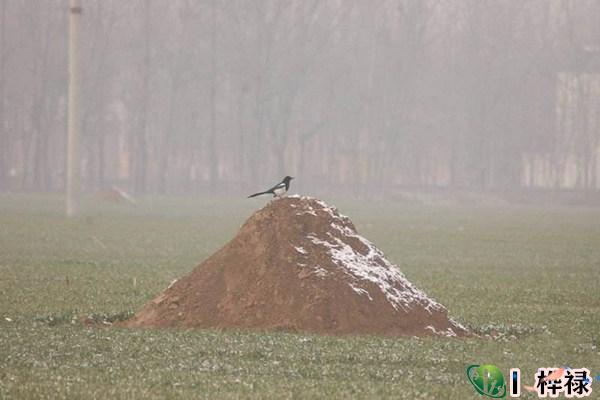 祖坟风水对后代影响有多大