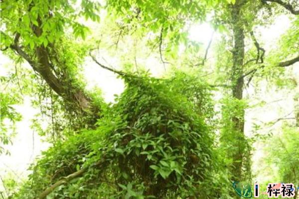 十天干甲木详解