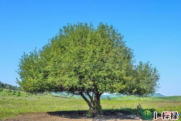 甲木日元生于各月