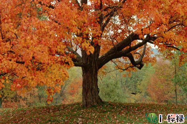 甲木日元生于各月