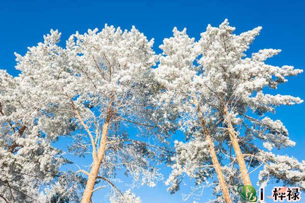 甲木日元生于各月
