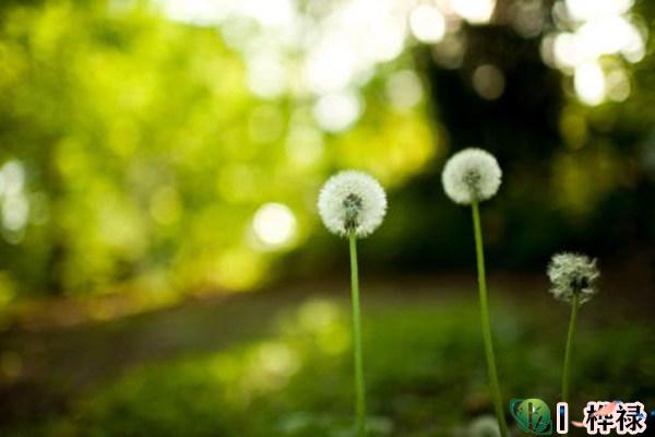 乙木日元生于各月