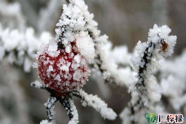 乙木日元生于各月
