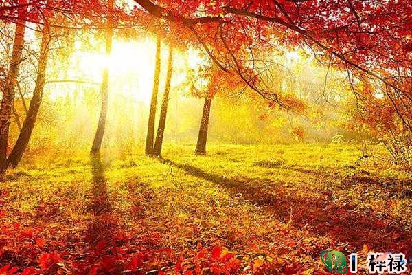 丙火日元生于各月