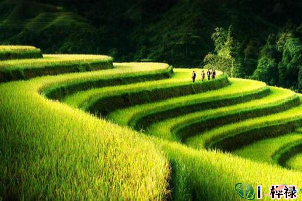 十天干己土详解