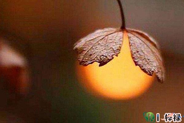 庚金日元生于各月