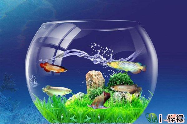家里养鱼要注意哪些问题