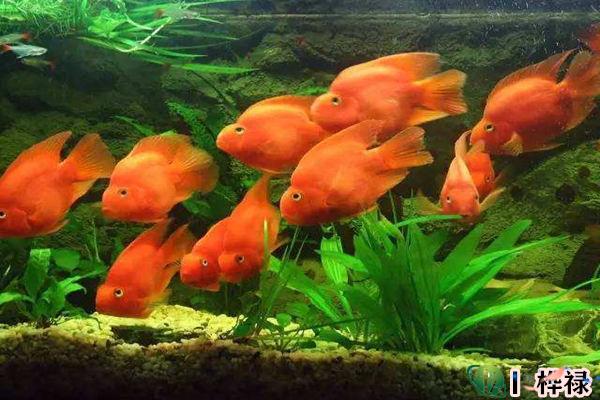 男女双方本命年可以结婚吗（男女双方本命年可以结婚吗好吗）