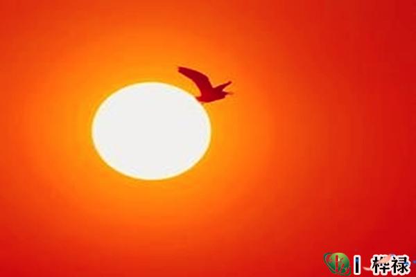 炎上格八字好吗