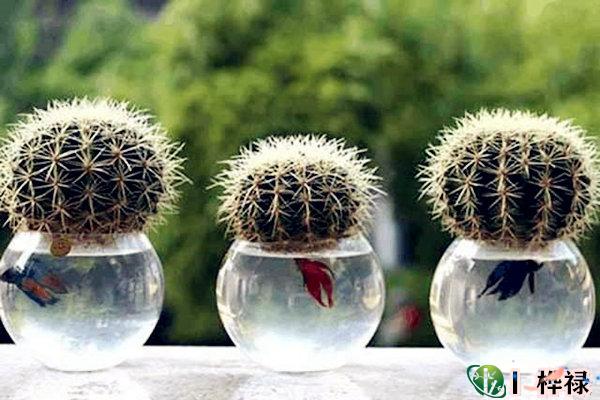 家里千万不能摆的不祥物