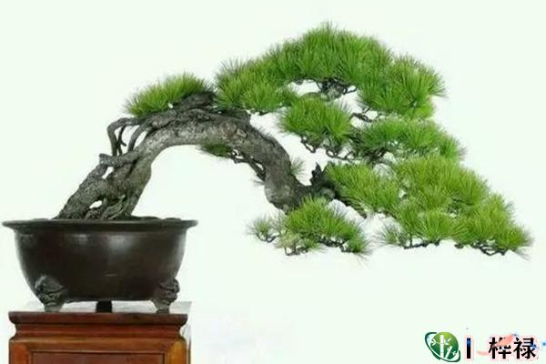 家里千万不能摆的不祥物