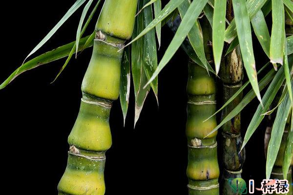 家里千万不能摆的不祥物