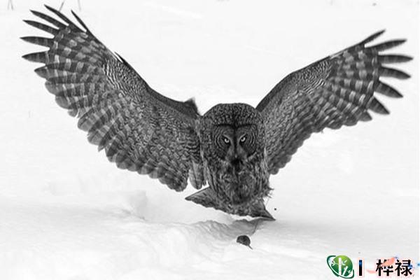 枭神夺食的命理表现