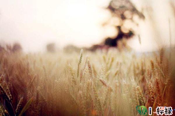 木命人的命理特点