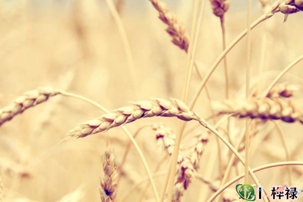 八字食神格详解，食神格论命口诀