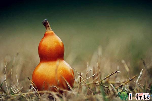 家里摆放葫芦好吗，葫芦的风水寓意