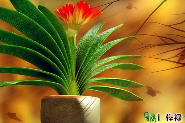 客厅最好养的招财风水植物