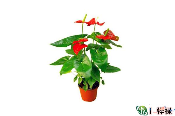 客厅最好养的招财风水植物