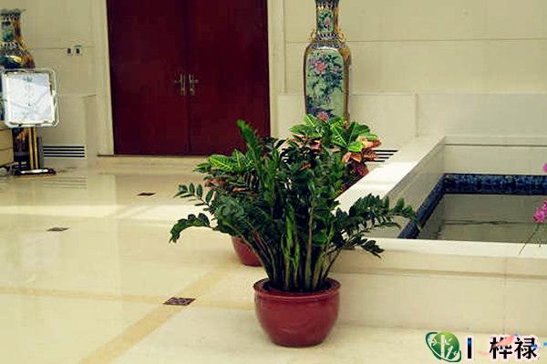 客厅最好养的招财风水植物