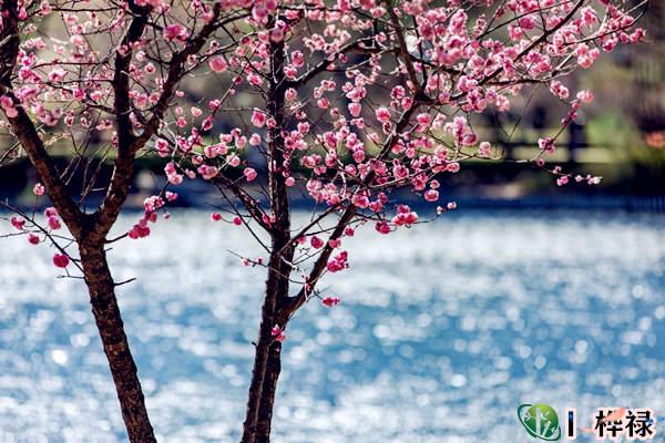 ​八字神煞咸池桃花吉凶查法