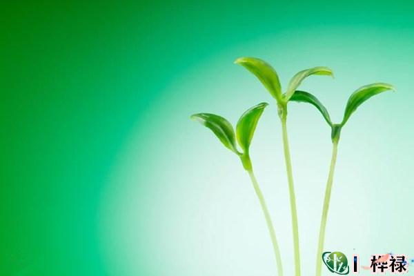 八字走比肩运好吗