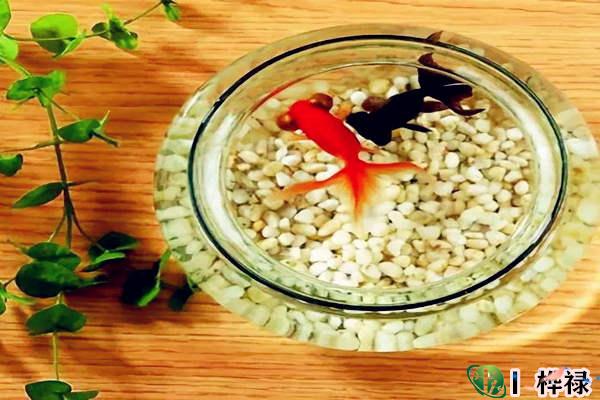 八字看你是不是适合养鱼