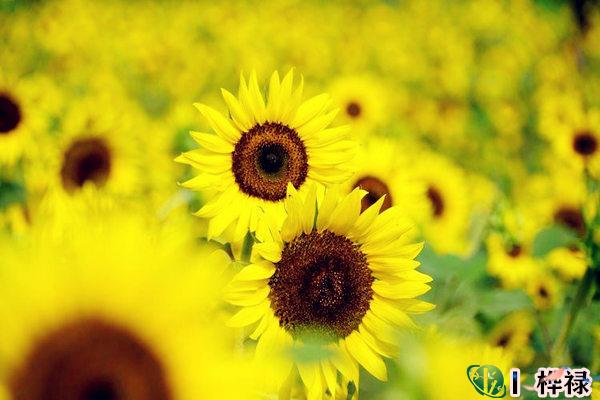 八字带金舆贵人好吗