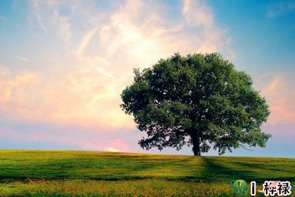 命中缺木怎么补