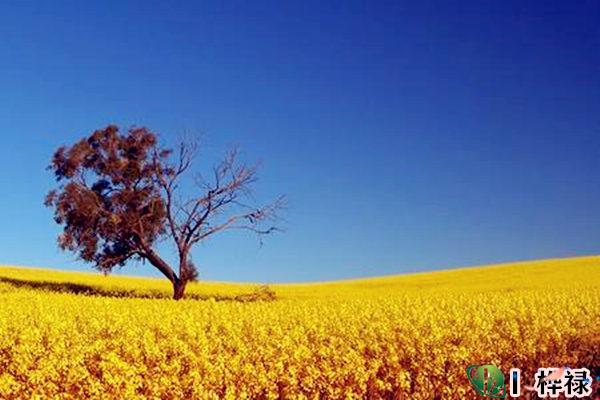 五行缺木缺金怎么补救