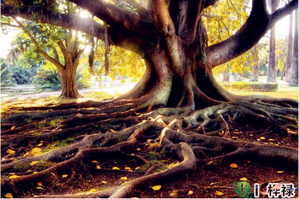 五行缺木的人忌讳什么