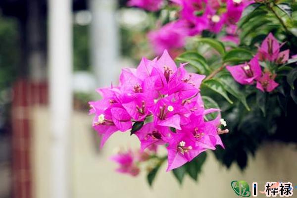 什么样的八字种植物对自己好