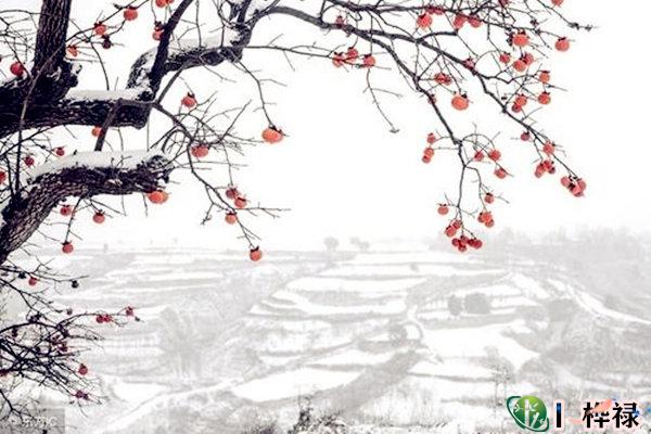 八字从弱格详解大全