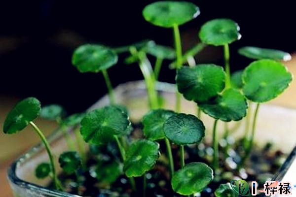 哪类植物是风水招财辟邪植物