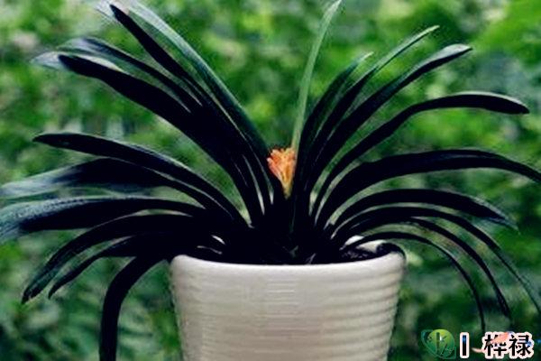 哪类植物是风水招财辟邪植物