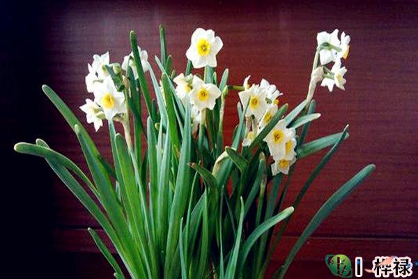 哪类植物是风水招财辟邪植物