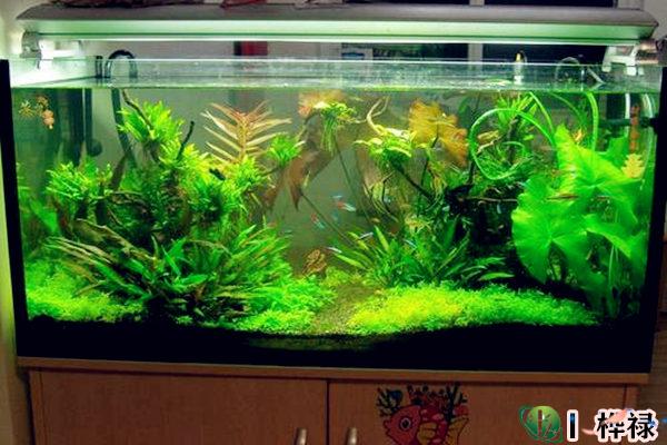 为什么不能开门见鱼缸，风水鱼养几条旺财