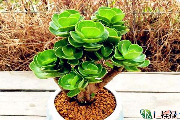 招财旺宅的客厅宜养植物