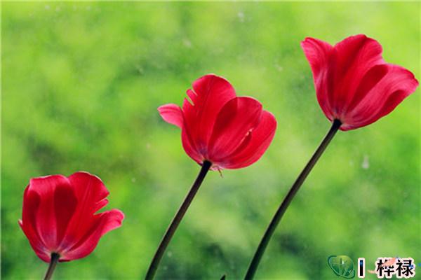 家里的桃花位怎么找，利用桃花位催旺桃花